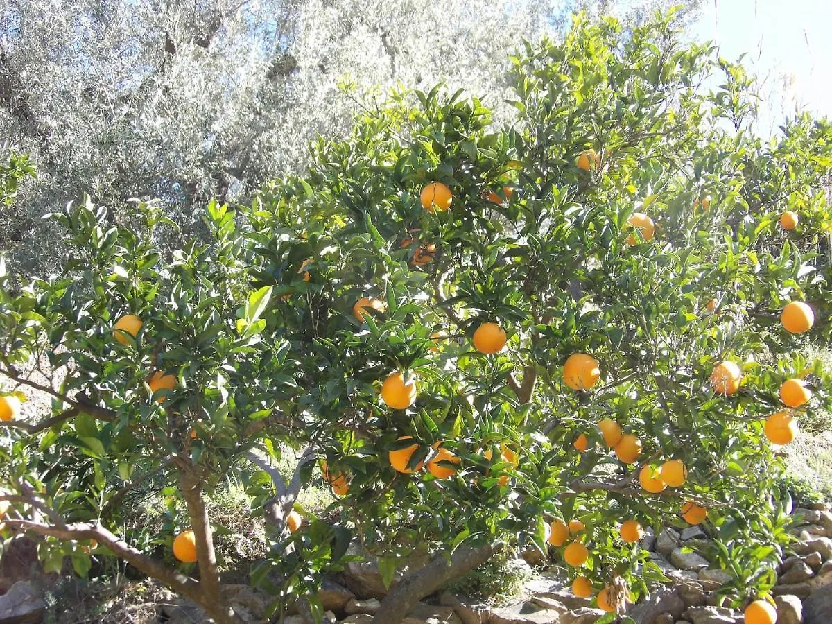 Finca Floretta Canillas de Albaida